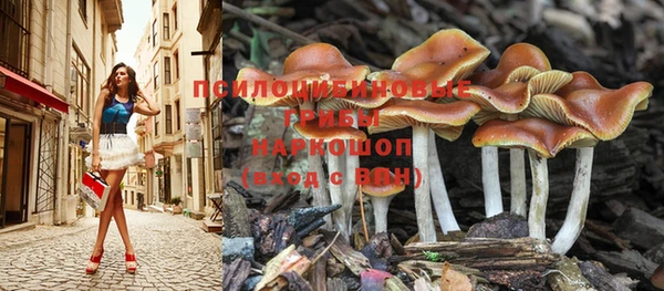 СК Сосновый Бор